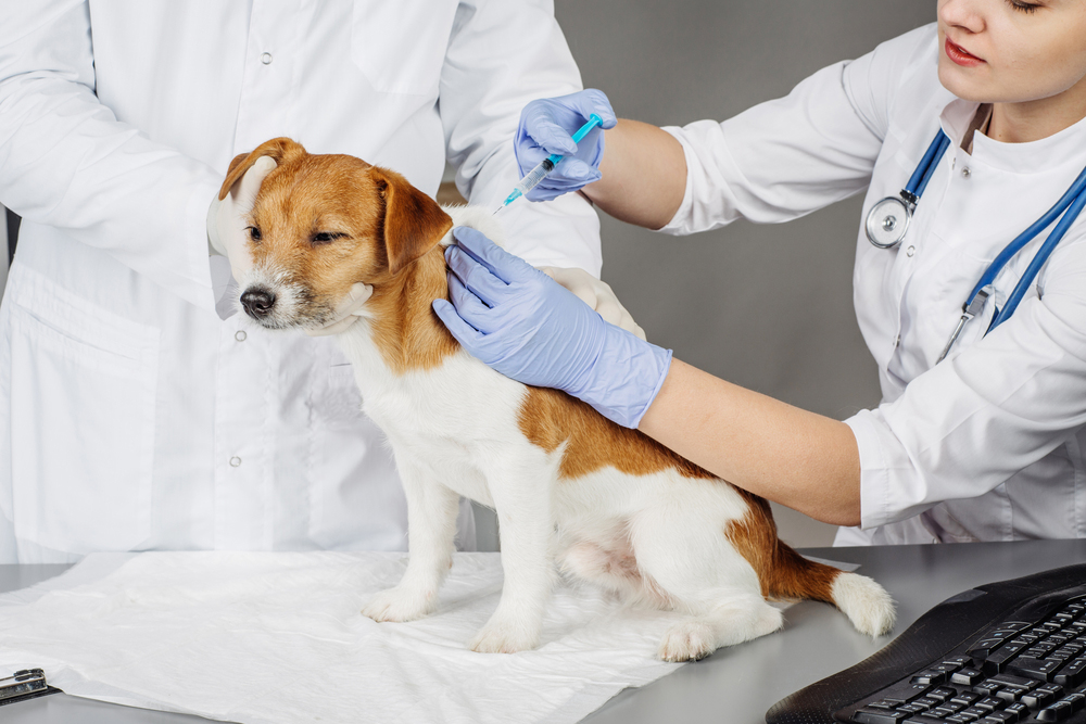pets at home vets vaccination prices
