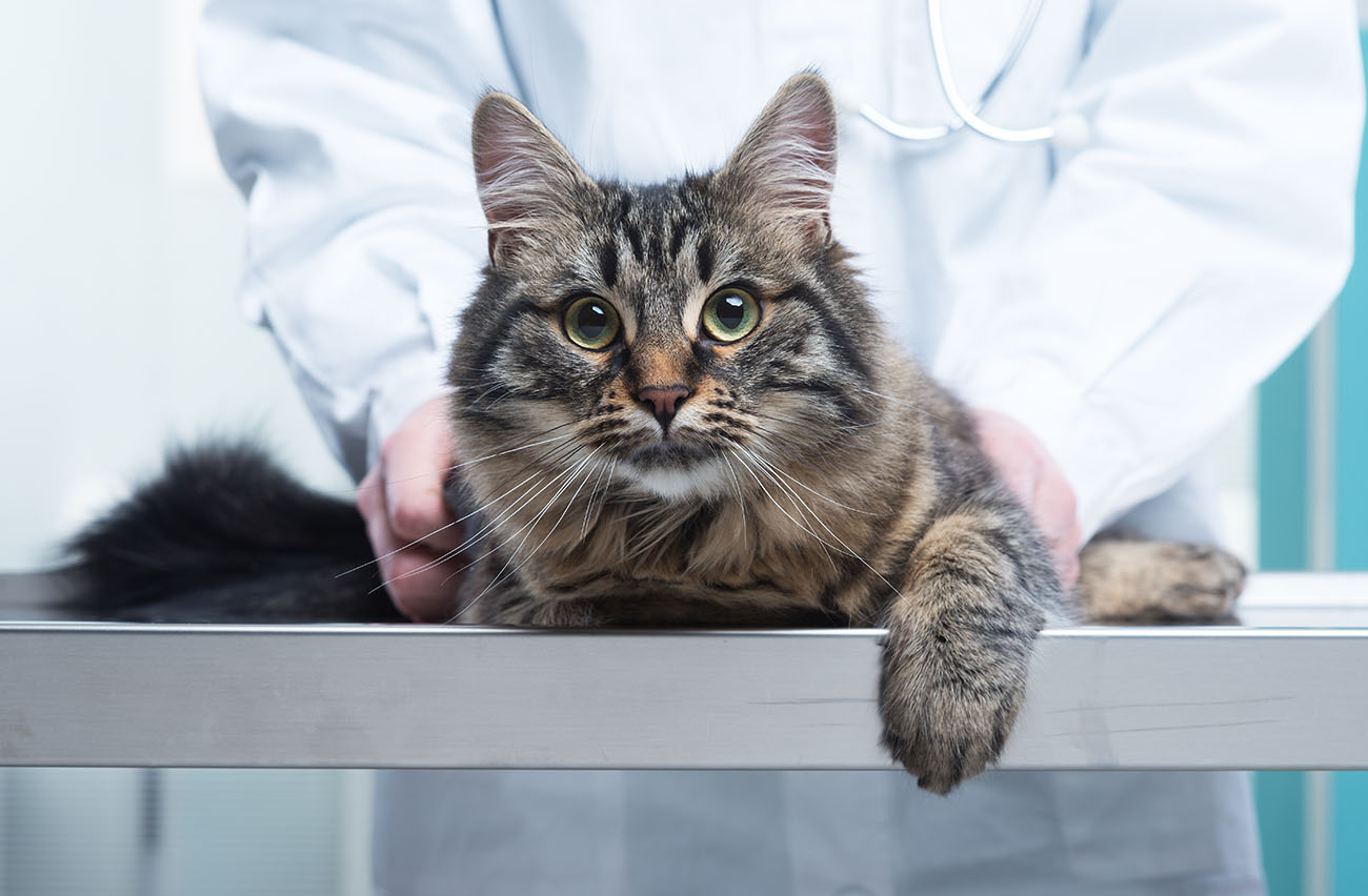 Our Veterinary Hospital in Clifton Can Help Prevent Flea and Tick Infestations