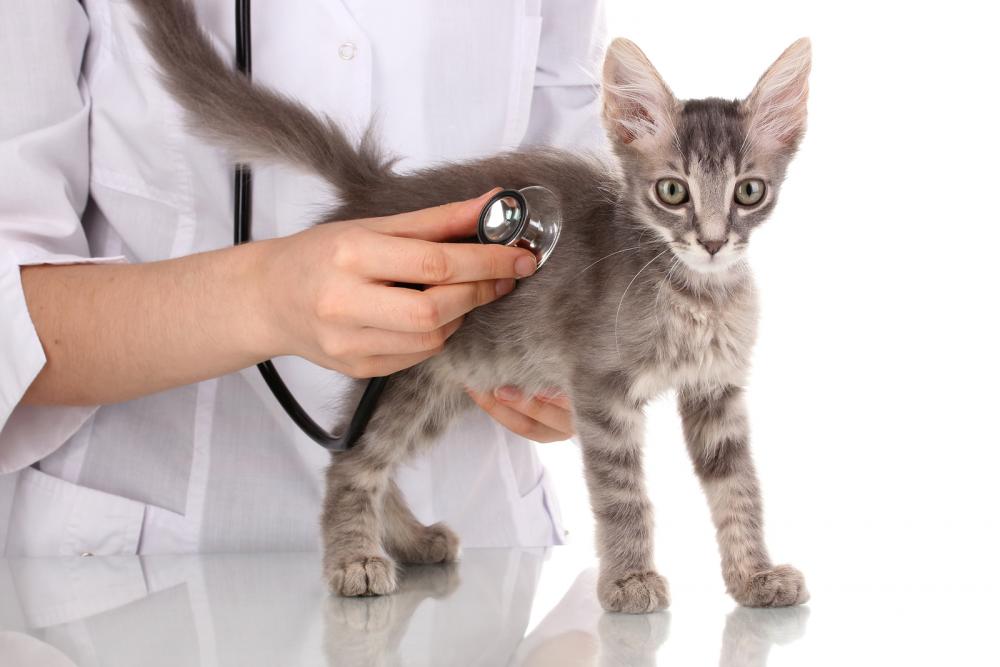 Feline Vaccinations | Clifton NJ Veterinarian | Valley Animal Hospital  Valley Animal Hospital - Veterinarian in Clifton, NJ US