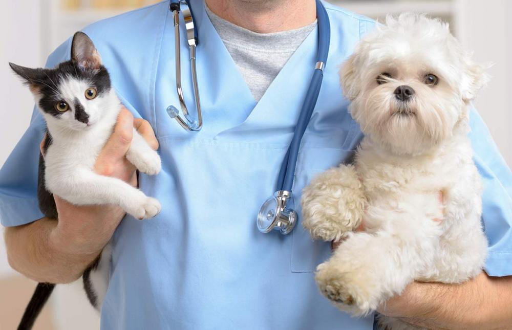 dog and cat with Clifton veterinarians